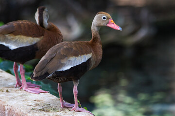 Black-bellied Whistling Duck looking for meal