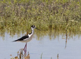 Obraz premium Black-necked Stilt wading for food.