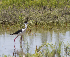 Black-necked Stilt in tidewater pond.
