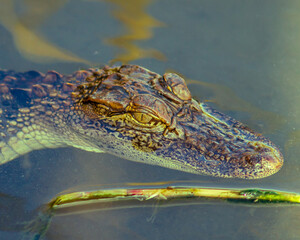 Young American Alligator at South Padre Island nature center.