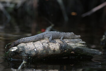Young American Alligator in Buttonwood Canal Florida