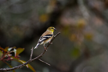 American Goldfinch Songbird