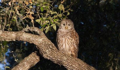 Barred Owl hiding in oak tree.