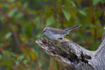Bewick's Wren looking for a meal.