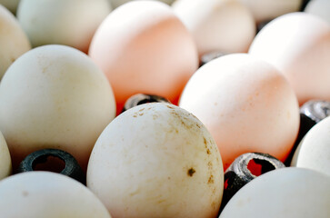 fresh white duck eggs