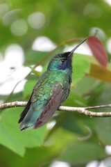 birds in pereira - colombia - wild visa