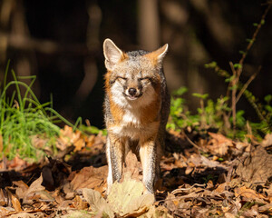 red fox in the woods