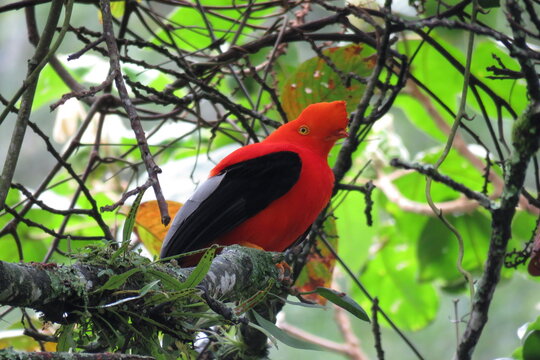 birds in pereira - colombia - wild visa