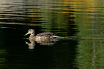 duck on the lake