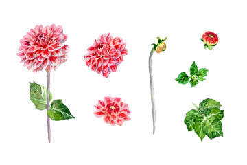Watercolor Dahlia Flower Elements Collection