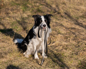 Fototapeta premium Border collie holding a leash in his mouth on a walk in the autumn park.