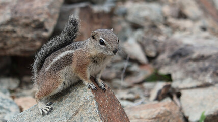 squirrel on a rock