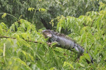 iguana on the grass