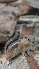 Naklejka na ściany i meble squirrel on a rock