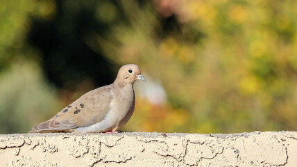 dove in the park