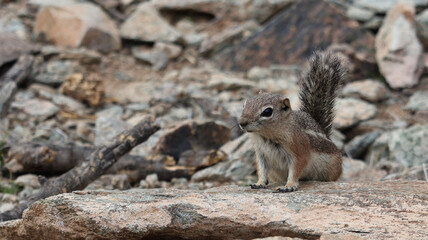 squirrel on the ground