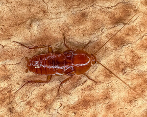 disgusting brown cockroach macro close-up photography