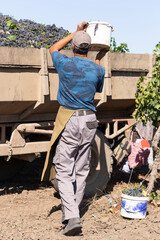 Loading grapes into a container, transported by a tractor. The peasants are harvesting. Harvest home. Wine-making. Technology of wine production.