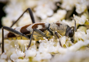 Macrophotography of a Round-necked Longhorn Beetle (Clorophorus) on white flowers. Extremely close-up and details.