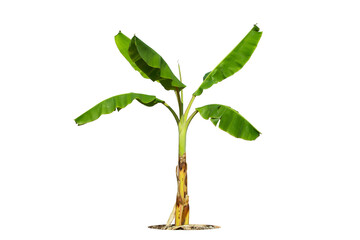 Banana tree isolated on white background  with clipping paths for garden design.