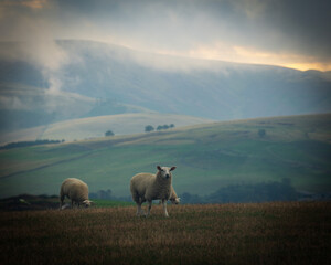 Fototapeta premium sheep in the mountains