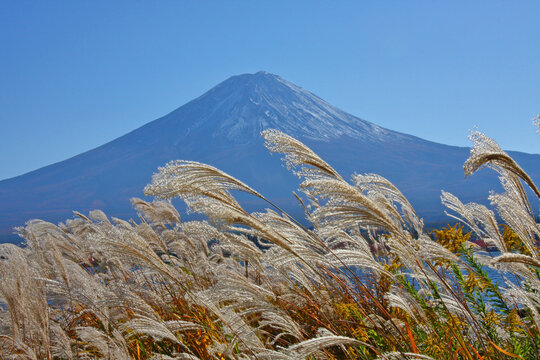 ススキと富士山