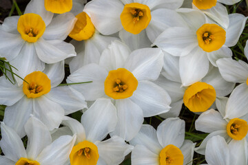 Fototapeta na wymiar White Narcissus Flowers in Bloom