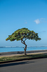 Green Tree on the Beach in Hawaii.