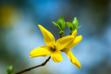 Forsythia in full bloom one spring day