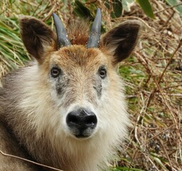 ニホンカモシカ