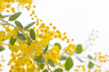 ミモザの花　黄色い花　