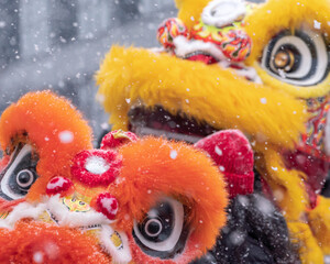 Beautiful festive orange and yellow Chinese lion dancers get covered in fluffy white snowflakes as...