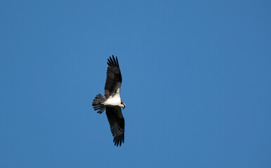 Osprey flying through the blue sky