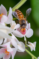 Honeybee pollinating on blossom white flower with showing tongue out