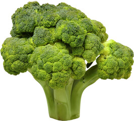 Broccoli floret