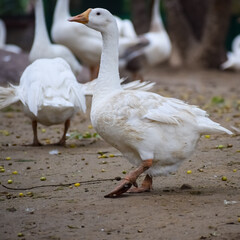 Close up White ducks inside Lodhi Garden Delhi India, see the details and expressions of ducks during evening time