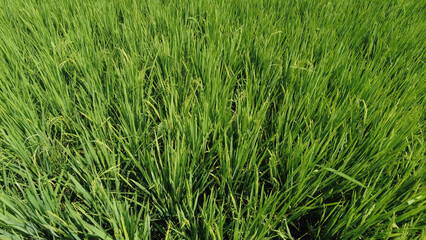 Rice farming in Kanyakumari district, Tamil Nadu