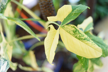 Closeup to Syngonium Aurea Variegated in the pot