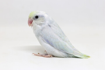 Selective focus of forpus parrotlet newborn bird studio shot on white background