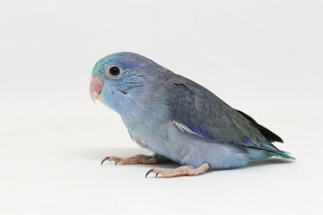 Selective focus of forpus parrotlet newborn bird studio shot on white background