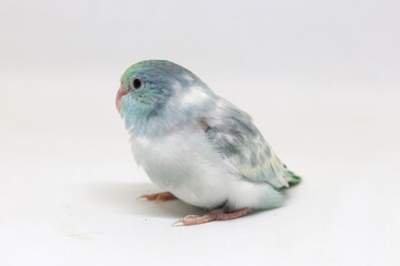 Selective focus of forpus parrotlet newborn bird studio shot on white background