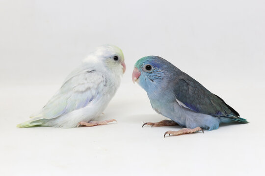 Selective focus of forpus parrotlet newborn bird studio shot on white background