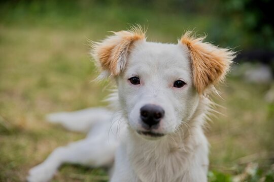 Close-up of a cute white dog with beige ears lying on the lawn in the garden and looking directly into the camera.