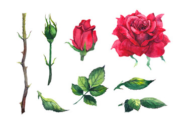 Red roses elements set - flowers, leaves, bud, stem. Watercolor vector for Valentine day, Mothers day, wedding, save date card, birthday or anniversary design