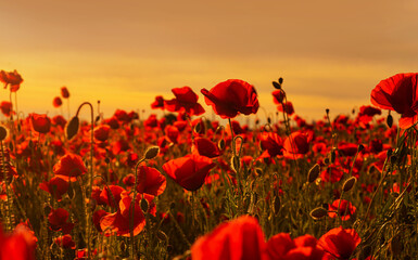 Fototapeta na wymiar Anzac background. PRemembrance day, Memorial in New Zealand, Australia, Canada and Great Britain. Red poppies. Memorial armistice Day, Anzac day banner. Remember for Anzac, Historic war memory.