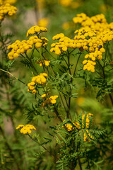 Tanacetum vulgare, wild yellow meadow flower head close-up