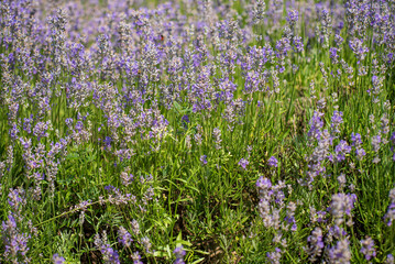 Obraz premium organic lavender in the garden