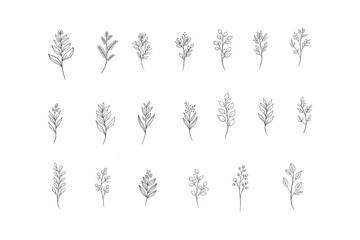 Botanical Line Art Illustrations. Natural and Hand Drawn Designs for Invitations, Posters, and Digital Art