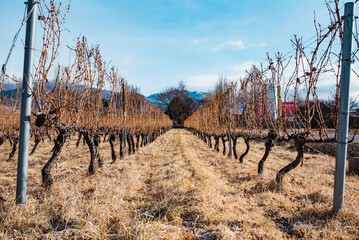 ワインブドウ畑の冬の風景