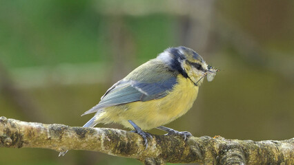 Blue Tit with flys in its beak sitting a on branch in a wood in UK